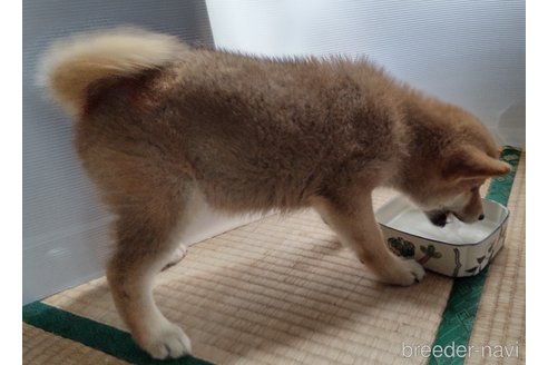 成約済の秋田県の柴犬-312550の2枚目